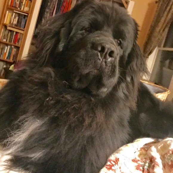 Meet your Posher, SjC - Picture 11 of 16